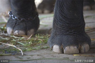 ​灵异恐怖短篇小说:大象脚