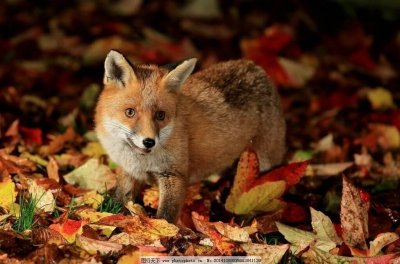 ​救狐狸得到意外惊喜!讲几个大兴安岭真实灵异小故事，你听过吗?