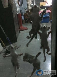 ​日落时分，还你原形!纱窗被「壁虎」填满 网:阴尸路?