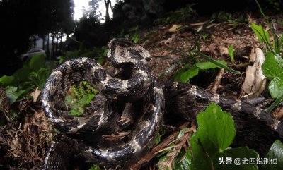 ​侦探推理小故事之森林公园深处的凶情（在一个森林里的诡异事件）