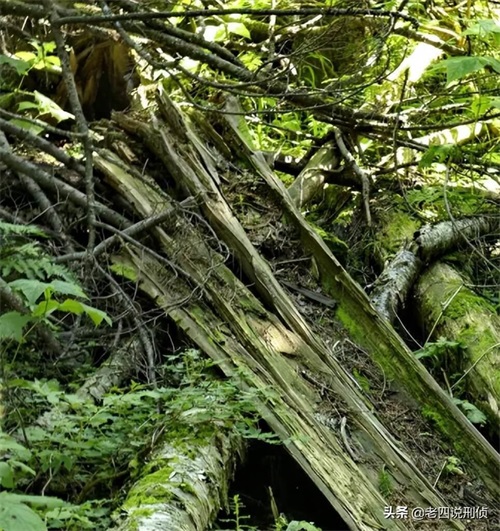 侦探推理小故事之森林公园深处的凶情