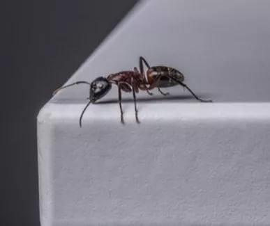 蚂蚁的精神（儿童故事）