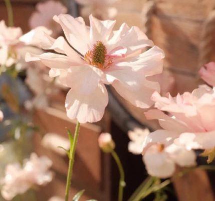 感恩的心的经典句子（精选150句）