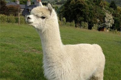 ​好听又牛逼的dnf网名(好听的dnf唯美名字大全)