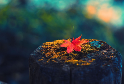 哪些书名可以做网名(优选165个)