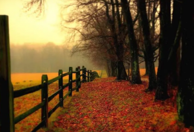 ​带得有岛主的网名大全