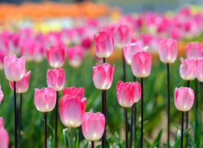 2字id干净简约，好听的网名ins仙气十足