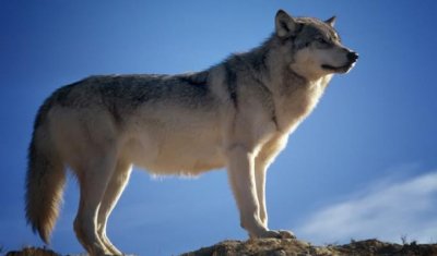 ​适合狼人杀游戏网名 专玩狼人的游戏id大全