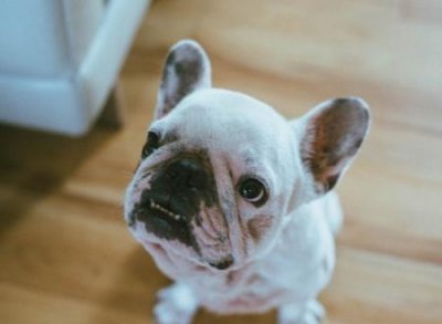 ​能带来好运的狗狗名字