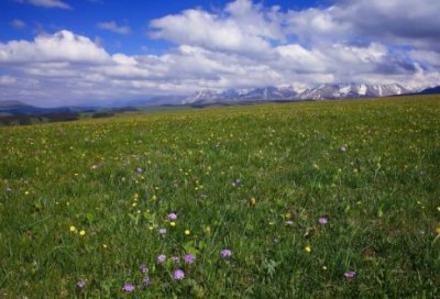 ​放羊的星星经典台词_经典台词