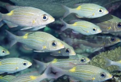 ​越狱经典台词_经典台词