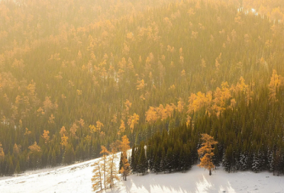 ​关于稻米的知识纵览