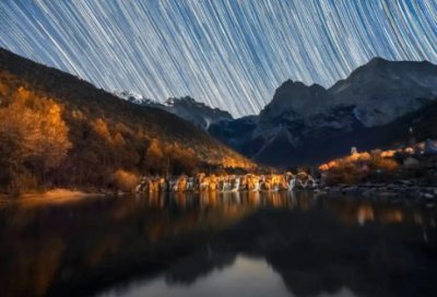 ​关于南极动物的介绍