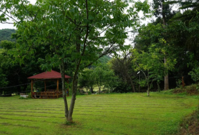 ​关于鸟的精选故事