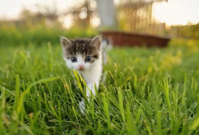 ​好句好段摘抄加赏析