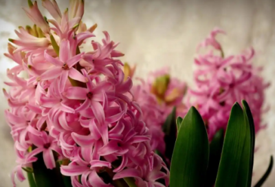 ​红岩读后感100字