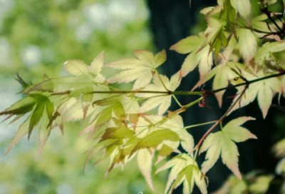 ​基督教开幕词