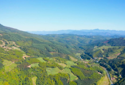 ​菊苣的功效与作用