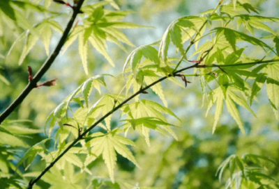 ​老师对孩子的祝福语