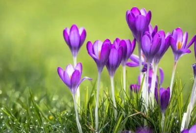 ​楼台成海气520句