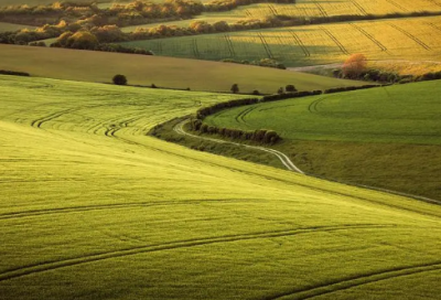 ​谜底是竹子的谜语