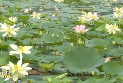 ​描写景物片段