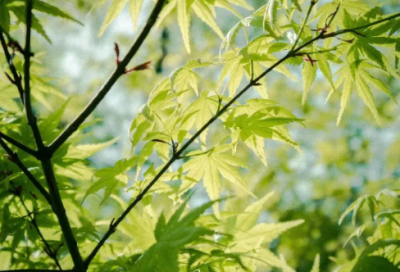 ​描写梨花的好词好句