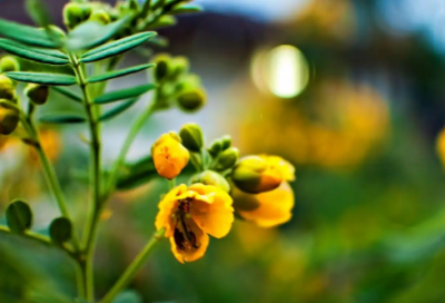 ​四年级日记350字左右