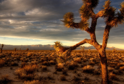 ​生命不能承受之轻读后感3篇