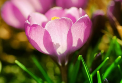 ​师说原文带翻译