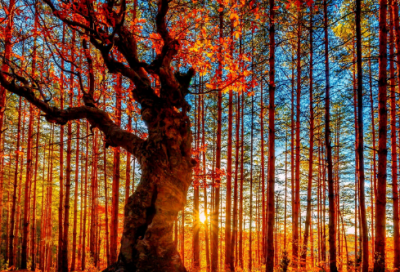 ​威廉莎士比亚四大悲剧