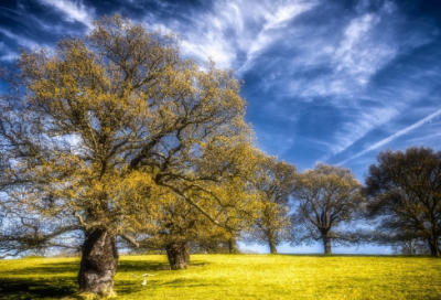 ​武汉黄鹤楼介绍导游词