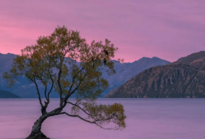 ​一枝黄花的功效与作用