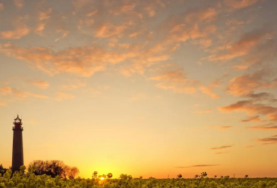 ​白背叶的功效与作用