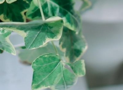 ​一个字的网名，最新好听的一个字个性昵称