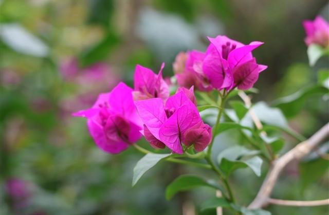 以水果起的网名(精选178个)