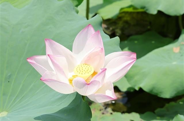 揭示生活真相的深度文案（精选36句）