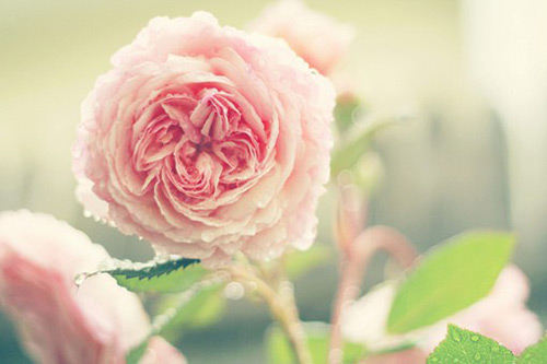 关于亲情母爱的好句子关于亲情的句子摘抄(精选63句)