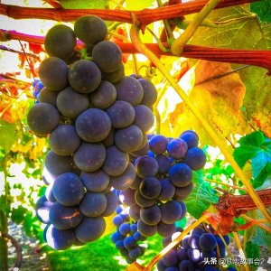 约瑟的故事/约瑟关在监狱里为两个人解梦