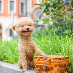 ​小狗比利的故事