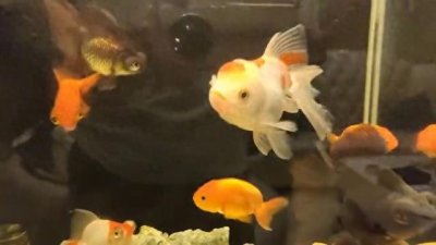 ​关于金鱼的故事