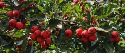 企业会计准则第22号--金融工具确认和计量（财会〔2017〕7号）