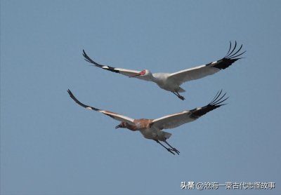 ​古代志怪故事：黑叟，吴明伦，德真，幻术