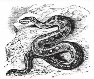 ​民间故事：蛇獴