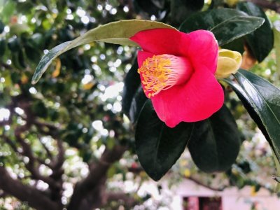 ​聊斋故事：香玉