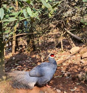 ​自然探秘所 | 蓝马鸡的故事