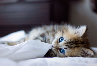 ​关于养猫暖心说说