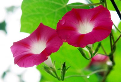 ​牵牛花配什么文案(刹那芳华，就是永远，就如牵牛花，就如古诗词)