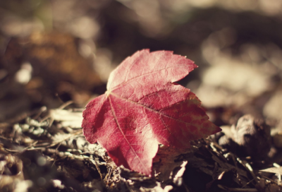 ​祝母亲节快乐的句子62条