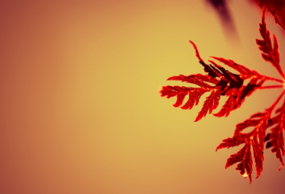 ​关于赠医生锦旗用语句子大全210句